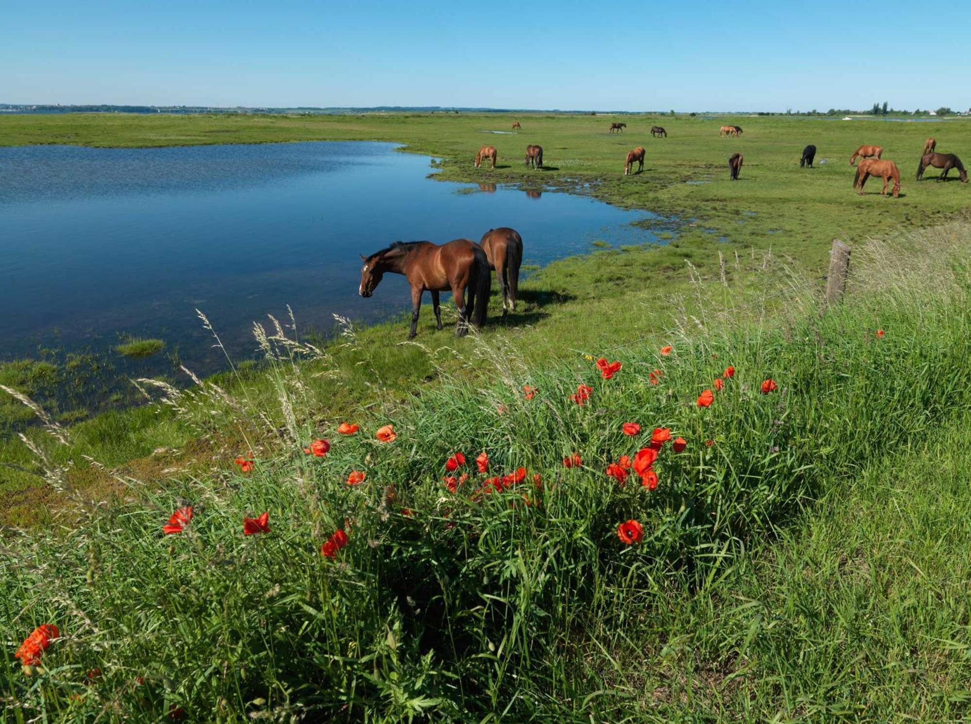 Gollwitzer Park Oase Daire Insel Poel Dış mekan fotoğraf